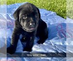 Small Photo #2 Labrador Retriever Puppy For Sale in MURRAY, IA, USA