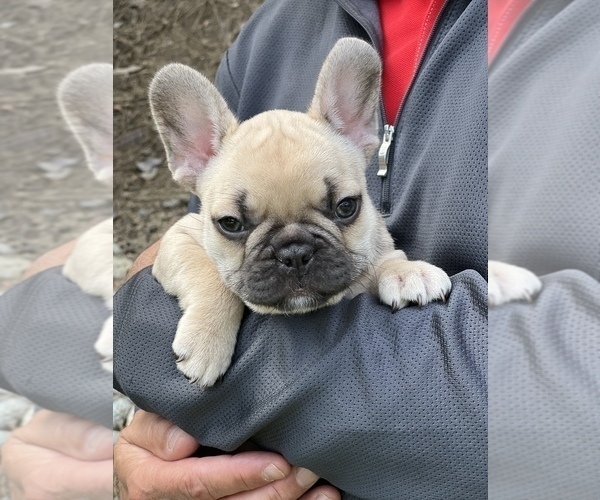 Medium Photo #3 French Bulldog Puppy For Sale in MURRIETA, CA, USA