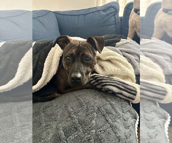 Medium Photo #3 Boxer-Unknown Mix Puppy For Sale in Mooresville, NC, USA