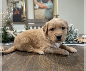 Golden Retriever Puppy for sale in FORDLAND, MO, USA