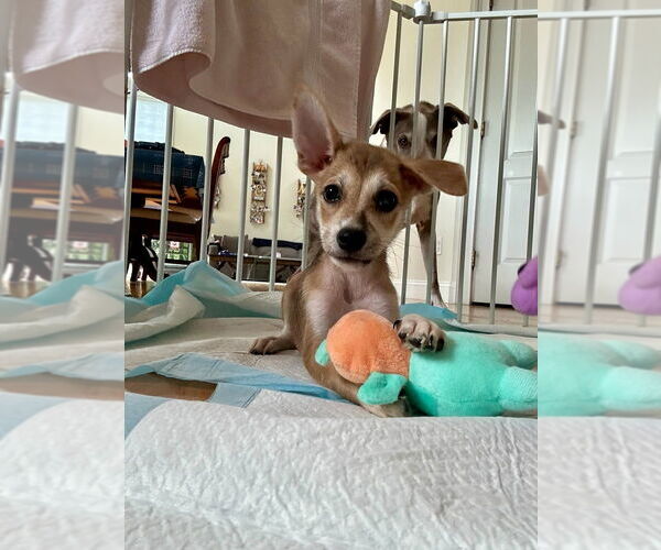 Medium Photo #2 Spaniel-Welsh Corgi Mix Puppy For Sale in Brewster, NY, USA
