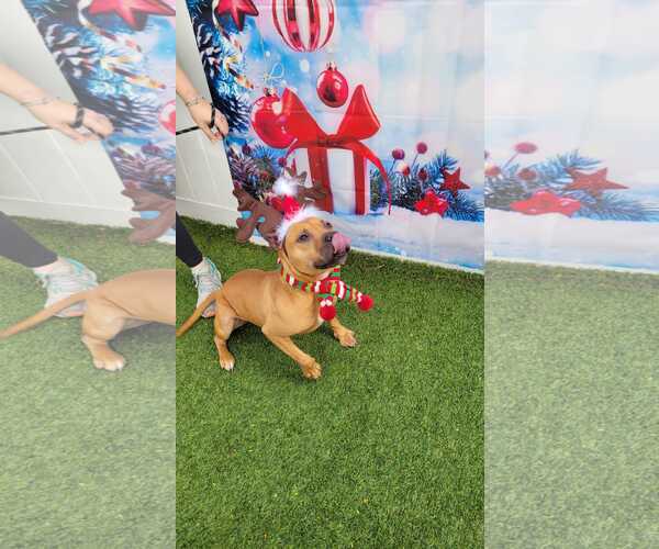 Medium Photo #3 Mutt Puppy For Sale in Pompano Beach , FL, USA