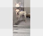 Small #5 Boxer