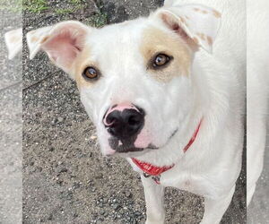 Labrador Retriever-Unknown Mix Dogs for adoption in Canton, CT, USA