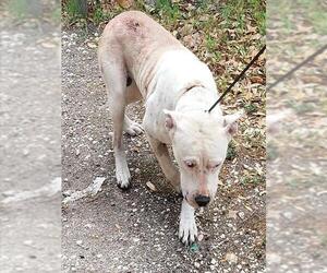 American Staffordshire Terrier-Unknown Mix Dogs for adoption in San Antonio, TX, USA