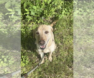 - Mix Dogs for adoption in Woodbury, NY, USA