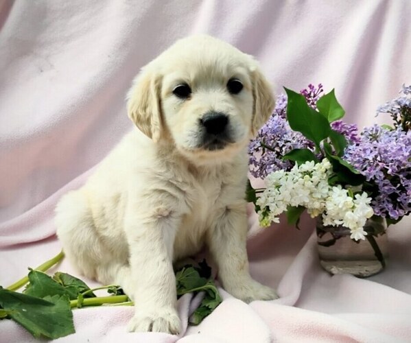 Medium Photo #1 Golden Retriever Puppy For Sale in SPOKANE, WA, USA