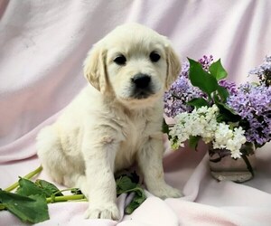 Golden Retriever Puppy for sale in SPOKANE, WA, USA