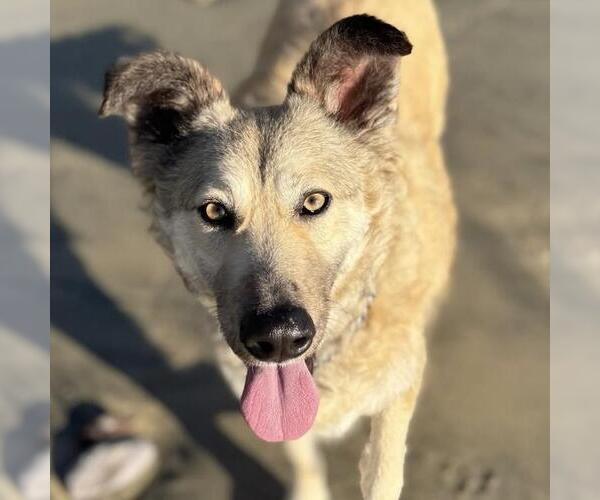 Medium Photo #16 Mutt Puppy For Sale in San Diego, CA, USA