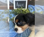 Small #3 Cavalier King Charles Spaniel