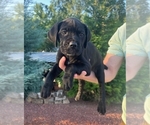 Puppy Astrid Cane Corso