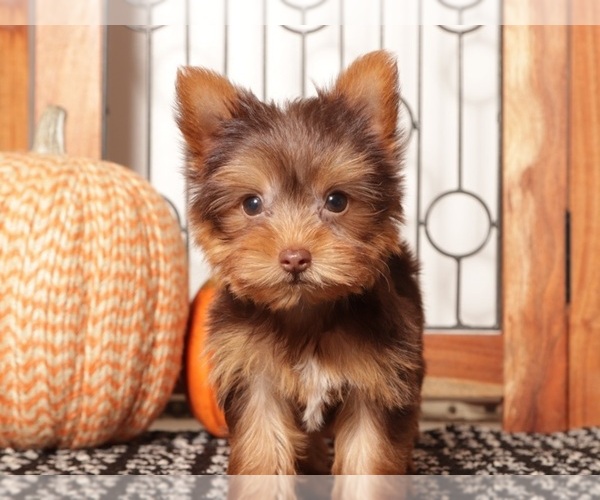 Medium Photo #4 Yorkshire Terrier Puppy For Sale in NAPLES, FL, USA