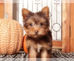 Small #3 Yorkshire Terrier