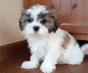Zuchon Puppy for sale in OCONTO, WI, USA