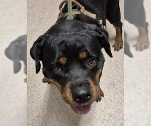 Rottweiler Dogs for adoption in Bakersfield, CA, USA