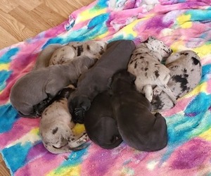 Great Dane Puppy for sale in SCOTTSVILLE, KY, USA