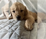Small Photo #6 Golden Retriever Puppy For Sale in BOSTON, KY, USA
