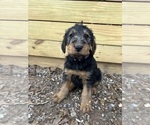 Small #13 Airedale Terrier