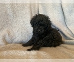 Small Photo #7 Labradoodle Puppy For Sale in CISCO, TX, USA