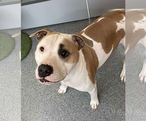 Medium Photo #1 Mutt Puppy For Sale in Low Moor, VA, USA