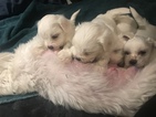 Small Photo #17 Coton de Tulear Puppy For Sale in KAYSVILLE, UT, USA