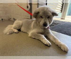 Akita-Unknown Mix Dogs for adoption in San Bernardino, CA, USA