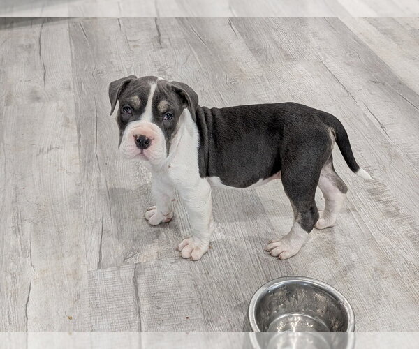 Medium Photo #4 Mutt Puppy For Sale in Boston, MA, USA