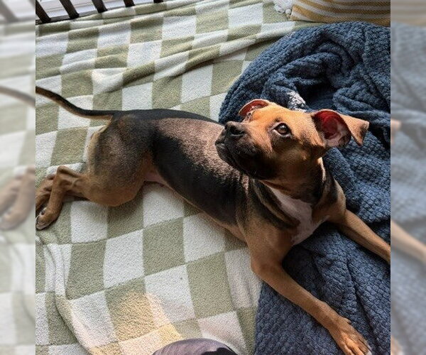 Medium Photo #4 Beagle-Unknown Mix Puppy For Sale in Minneapolis, MN, USA