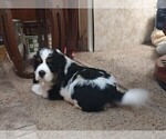 Small #4 English Springer Spaniel