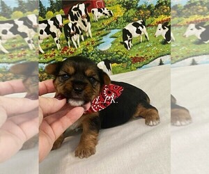 Yorkshire Terrier Puppy for sale in WINNSBORO, LA, USA