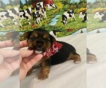 Image preview for Ad Listing. Nickname: Tiny Hudson