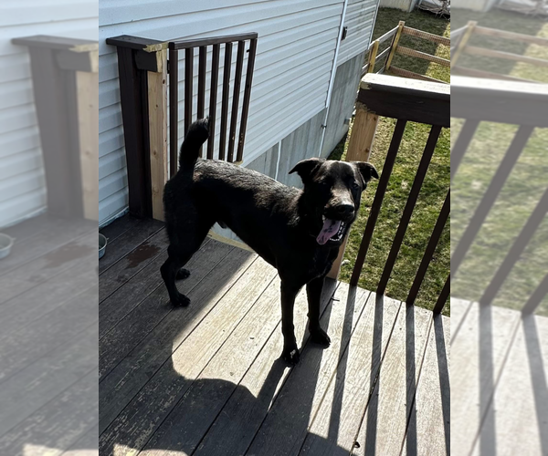 Medium Photo #3 Aussiedor Puppy For Sale in Aurora, IN, USA