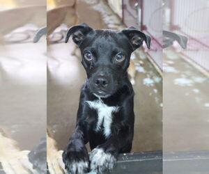 Pointer-Pug Mix Dogs for adoption in El Centro, CA, USA