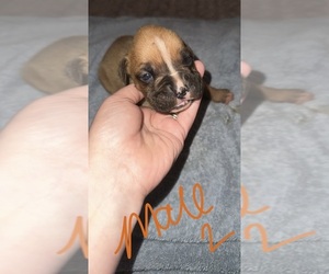 Boxer Puppy for sale in ROCKWELL, NC, USA