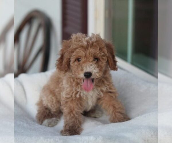 Medium Photo #1 Goldendoodle Puppy For Sale in ITASCA, TX, USA