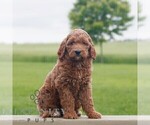 Small #2 Goldendoodle