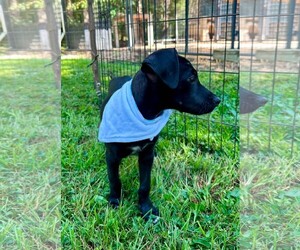 Lilo - Female Labrador Retriever Dog for Adoption - Photo #2
