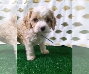 Cavachon Puppy for sale in SCOTTVILLE, MI, USA