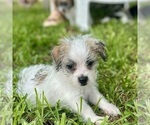 Small #3 Shorkie Tzu
