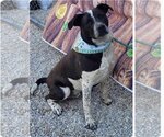 Small Photo #1 Labrador Retriever-Unknown Mix Puppy For Sale in Stover, MO, USA