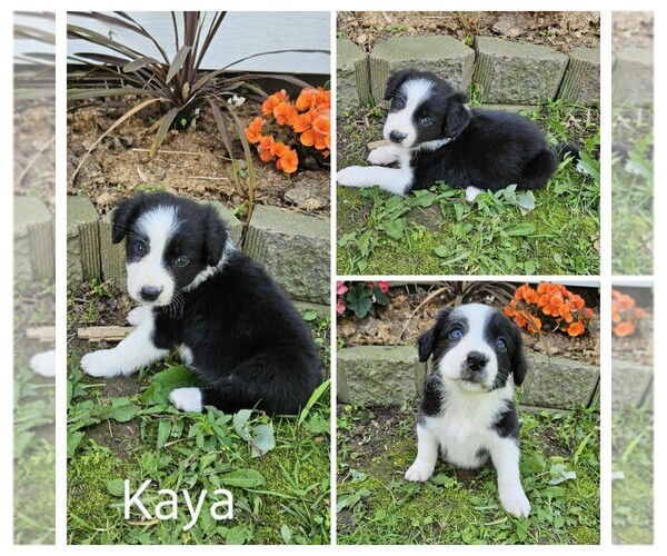 Medium Photo #5 Border Collie Puppy For Sale in STANLEY, WI, USA