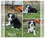 Small #4 Border Collie
