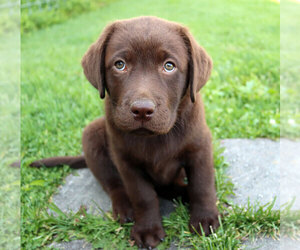 Labrador Retriever Puppy for sale in VICTOR, MT, USA