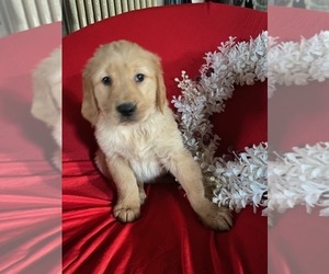 Golden Retriever Puppy for sale in SUGARCREEK, OH, USA