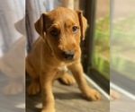 Puppy Meatball Airedale Terrier-American Pit Bull Terrier Mix
