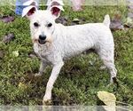 Ichabod available 10/2 - Male Mutt Dog for Adoption - Small photo