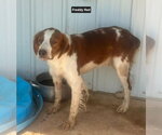 Small Photo #5 Brittany Puppy For Sale in Curwensville, PA, USA