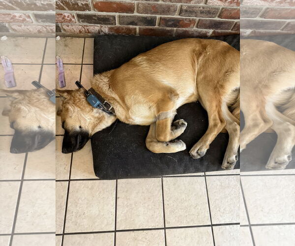 Medium Photo #3 Mutt Puppy For Sale in Fallbrook, CA, USA