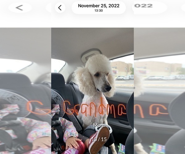 Medium Photo #43 Goldendoodle Puppy For Sale in HUNTINGTON BEACH, CA, USA