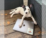 Small #1 American Pit Bull Terrier-American Staffordshire Terrier Mix